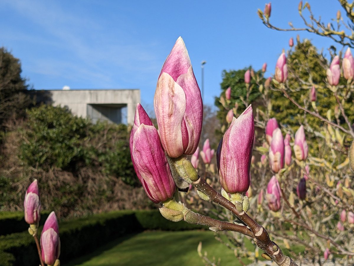 UCDflowerpower's tweet photo. It's still cold but the Magnolias in the UCD rose garden are starting to flower. The entire walled garden is a #UCDgem at #UCDdublin, particularly in spring. https://t.co/2vgfpX2S1e