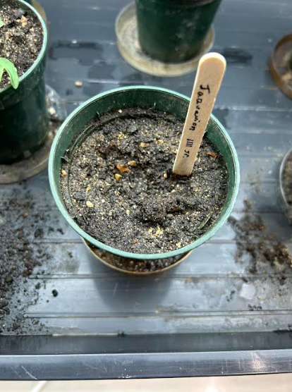 summers_talan's tweet photo. This is Jaquavion, he is a radish but sadly was put in improper soil. Do to being in improper soil this radish had it’s growth stunted. If it was put in proper soil it would’ve sprouted already. @franklinlorax #apesland https://t.co/ZenIwwPgHJ