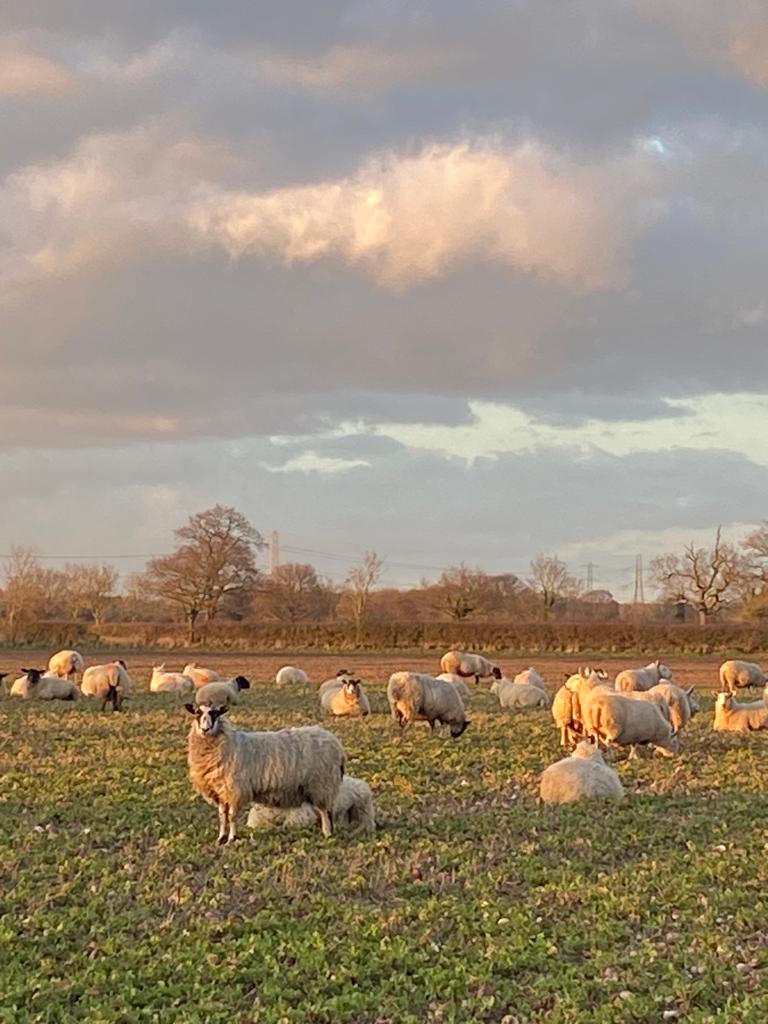 JennieHollandpr's tweet photo. We’ve covered 87 miles since March 1st for the @ParkinsonsUK 'Time to Run' initiative and captured some beautiful Nottinghamshire snaps while on our many walking / running routes 🏃‍♀️

Any donations are greatly appreciated - https://t.co/qHYnS15a3n

#parkinsonsuk #timetorun https://t.co/NZtyOpqZdA