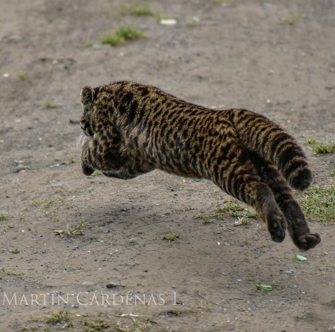 ¿Un Leopardo en #Chiloé ?
Siii , un Leopardus Guigna, más conocido como “gato Güiña, el felino silvestre más pequeño de Sudamérica y aún vive en este archipiélago.
TENEMOS QUE CUIDARLO 
📸 @hnmcl
<a href="/Maisa_Rojas/">Maisa</a> <a href="/Giovimoreira/">Giovanna Moreira A.</a> <a href="/MmaLagos/">MedioAmbiente Los Lagos</a> <a href="/faunanimo/">Faunanimo</a> <a href="/CECPAN/">CECPAN</a> <a href="/DPPChiloe/">Delegación Presidencial Provincial de Chiloé</a>