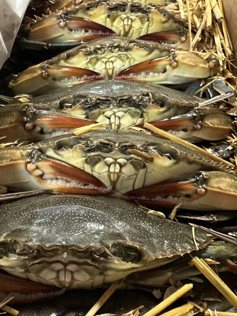 SamuelsSeafood's tweet image. Soft Shell Crabs from South Carolina! First of the season. Contact your sales rep if you want to get your claws on them, availability is limited. 

#softshell #crabs #SouthCarolina #samuels #seafood
