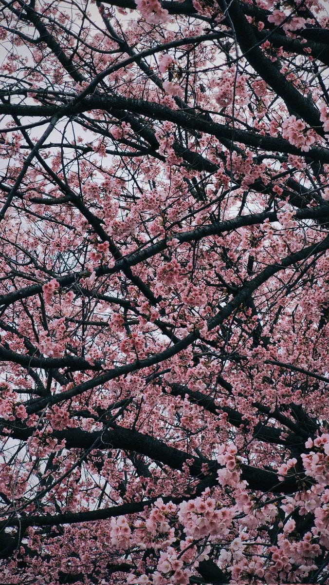 ArbyasChump's tweet photo. @nikkoilham Tahun pertama tinggal di jepang, dan sakura pertama.
Jepretnya pkek Huawei P40.

#shotbyphone https://t.co/XYqRgPF2CT