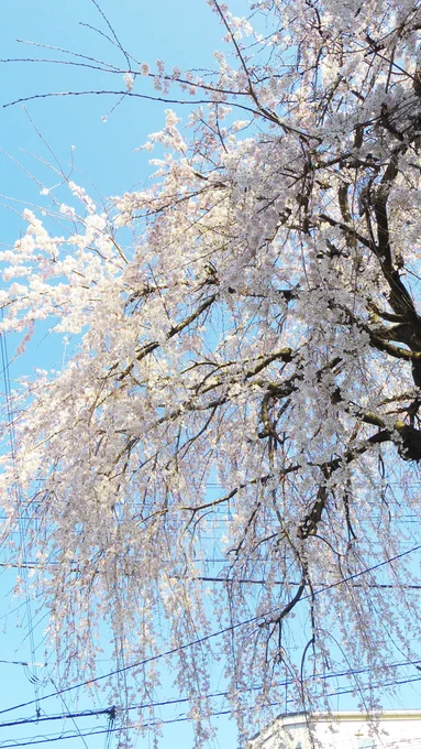 今日東京の開花宣言が出たというので近所の桜の咲き具合を見てきました毎年楽しみにしてる枝垂れ桜が七分咲きくらいになってる!めちゃ綺麗開花が早いので隣のハクモクレンと共演できてるし#宮前区 #開花宣言  #桜 
