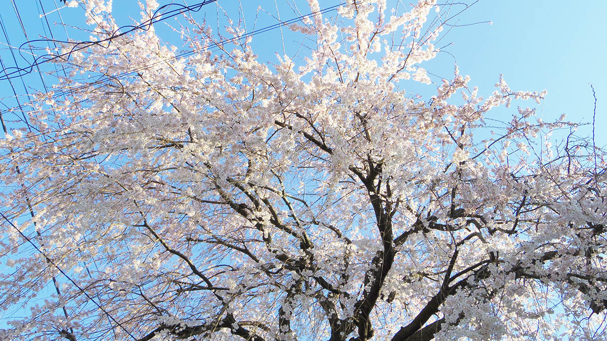 「今日東京の開花宣言が出たというので近所の桜の咲き具合を見てきました毎年楽しみにし」|貴房のイラスト