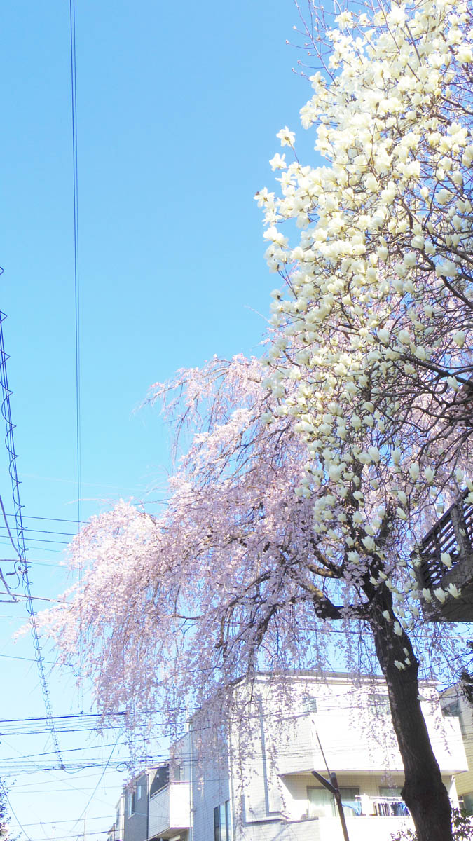 「今日東京の開花宣言が出たというので近所の桜の咲き具合を見てきました毎年楽しみにし」|貴房のイラスト