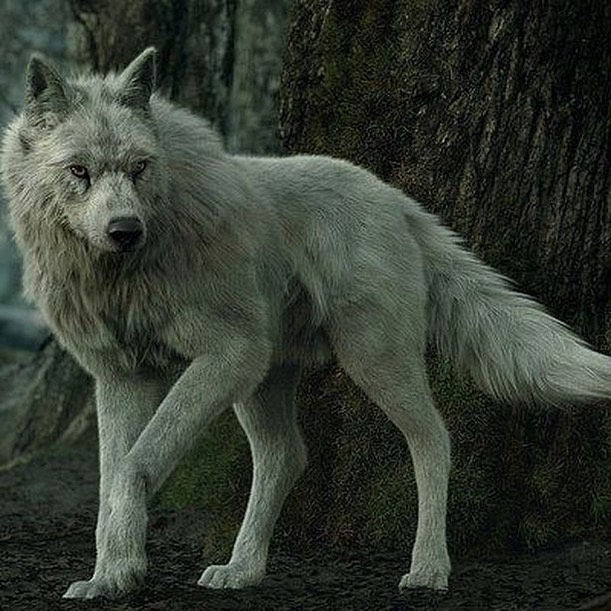 ThE WolF❤️❤️🔥