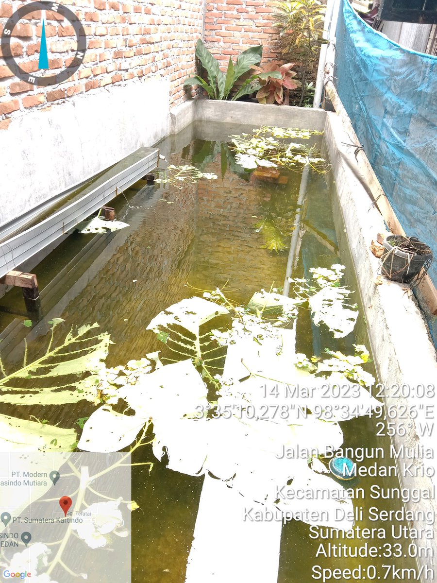 NKabinawati's tweet photo. Selasa, 14-03-2023, Nurul Kabinawati luhkan kab. Deli Serdang kunjungan kepada bpk Zulkarnaen ds. Puji Mulyo Kec. Sunggal dlm rangka pendataan produksi benih gurami hasil penetasan telur, dengan kapasitas produksi 4000 ekor usia 4 hari. 
#GiatLuhkanSatminkalMedan 
@puslatluhkp https://t.co/tgkPHCUi7M
