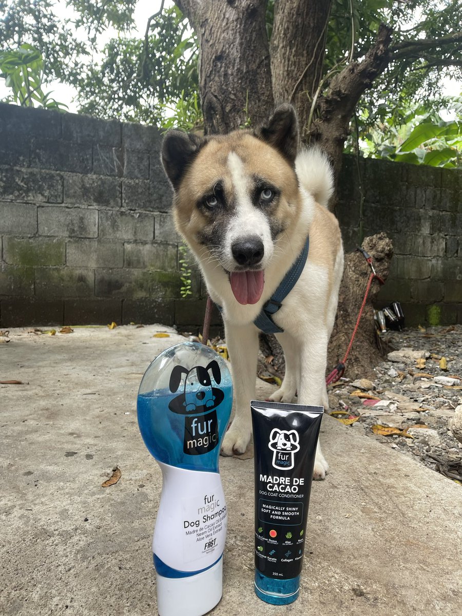 jmprecia's tweet photo. My Hachi is sick. 🥺 naiiyak ako kasi wala akong magawa. 😢 https://t.co/mtdO2phlgk