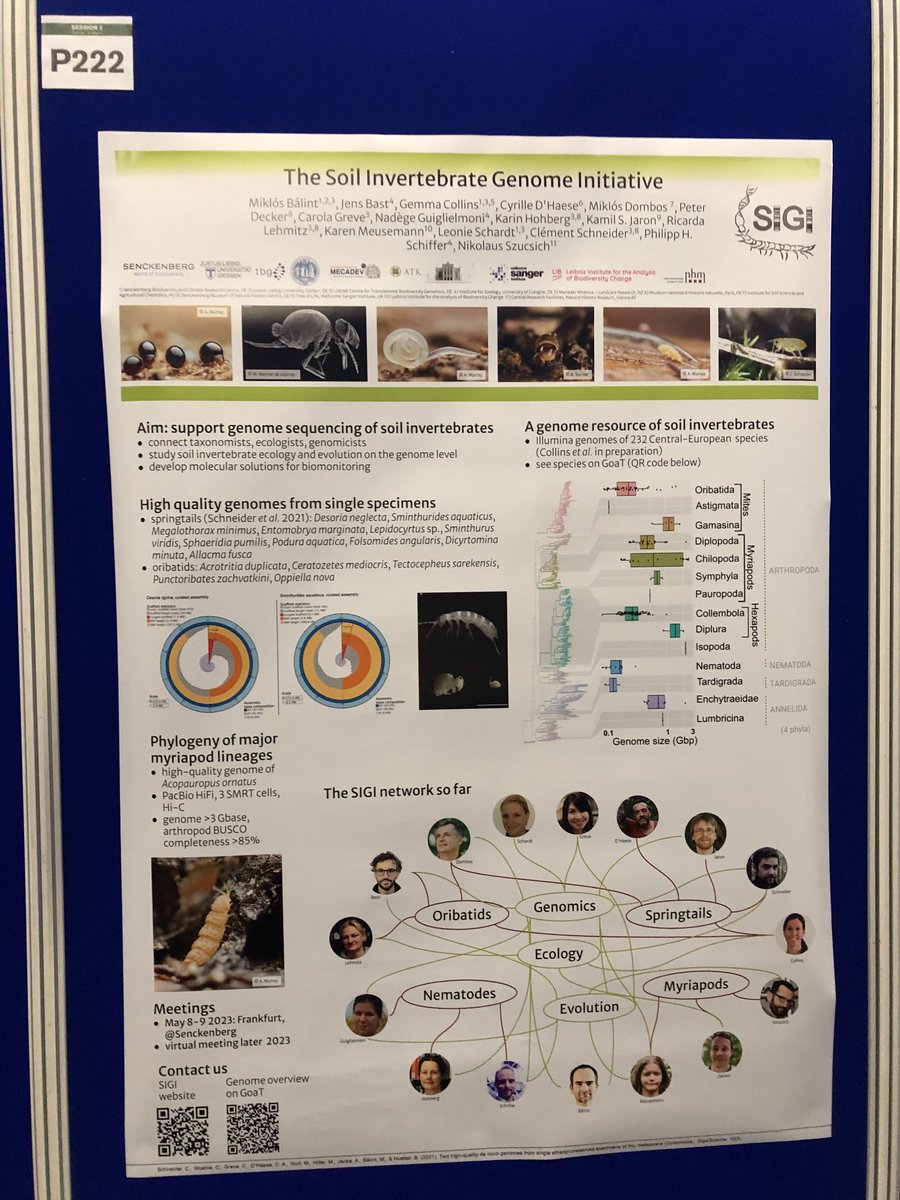 The Soil Invertebrate Genome Initiative poster is up now at ⁦⁩ #GSB2023. We support studies on the ecology, evolution and taxonomy of soil invertebrates with genomes - join us! ⁦@Senckenberg⁩ ⁦@LOEWE_TBG⁩ ⁦@SangerToL⁩ ⁦@EBPgenome⁩