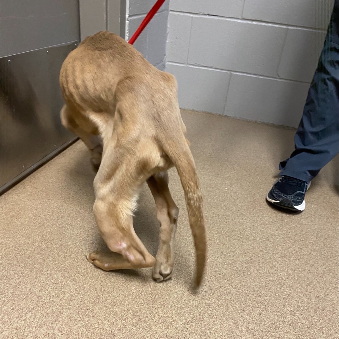 Tikipat on twitter rt acas paws captain has been waiting for a