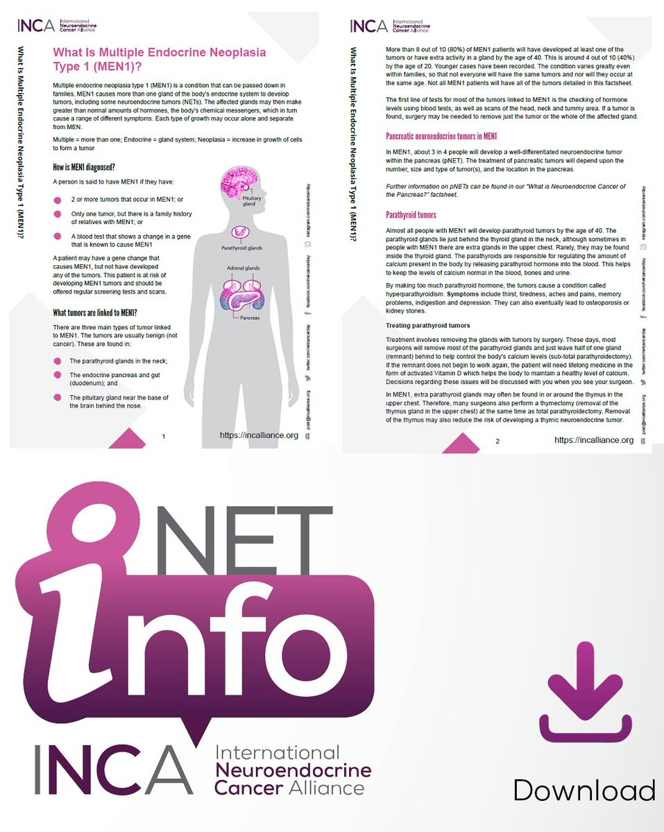 netcancerday's tweet photo. #MEN1 is a rare endocrine genetic condition. There are 3 main types of growth: in the parathyroid glands in the neck, the endocrine pancreas &amp; gut and the pituitary gland. 
✅Download #NETInfo in your language: https://t.co/5dFSpEC3GX 
#LetsTalkAboutNETs 
#EndoTwitter @AmendInfo https://t.co/OkJ8Vhd7si