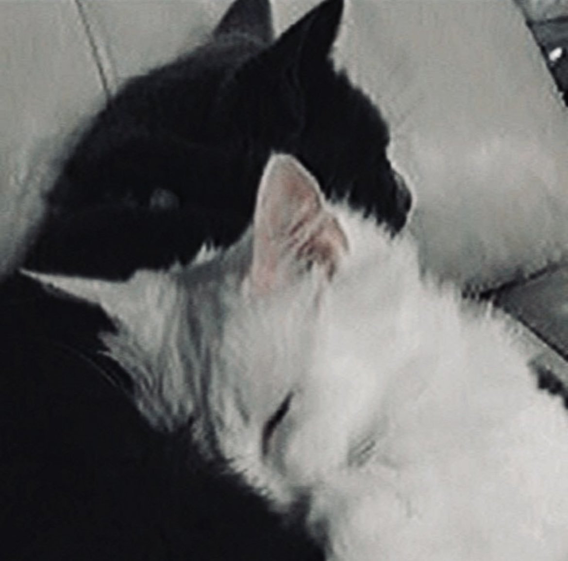 แสงป่า tweet media