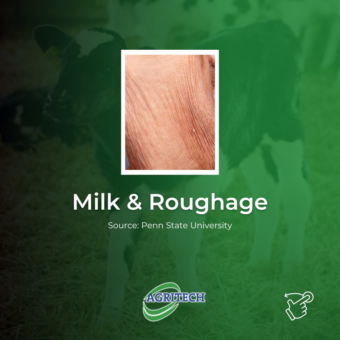 AgritechIreland's tweet image. Check out these comparisons of a calf's rumen at 6 weeks, showcasing the importance of diet for early rumen development. 

Read more➡bit.ly/3kEdcxO

#Weaning #RumenDevelopment