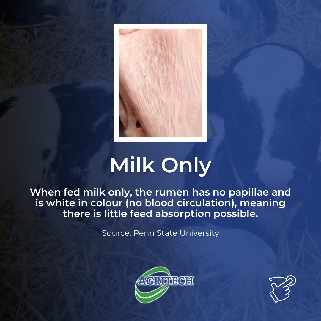 AgritechIreland's tweet image. Check out these comparisons of a calf's rumen at 6 weeks, showcasing the importance of diet for early rumen development. 

Read more➡bit.ly/3kEdcxO

#Weaning #RumenDevelopment