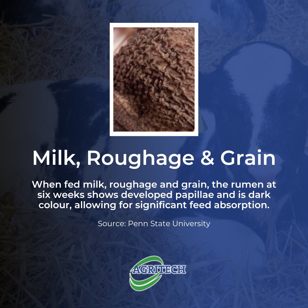 AgritechIreland's tweet image. Check out these comparisons of a calf's rumen at 6 weeks, showcasing the importance of diet for early rumen development. 

Read more➡bit.ly/3kEdcxO

#Weaning #RumenDevelopment