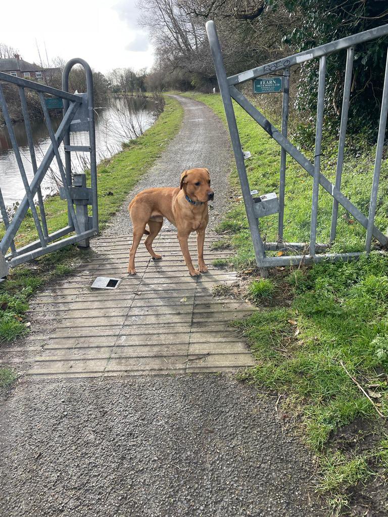 ianlavo's tweet photo. Dog looks like it is lost on canal by Jubilee pub L21  it’s scared and won’t let anyone near it. Please retweet https://t.co/YjXJCnNuSb
