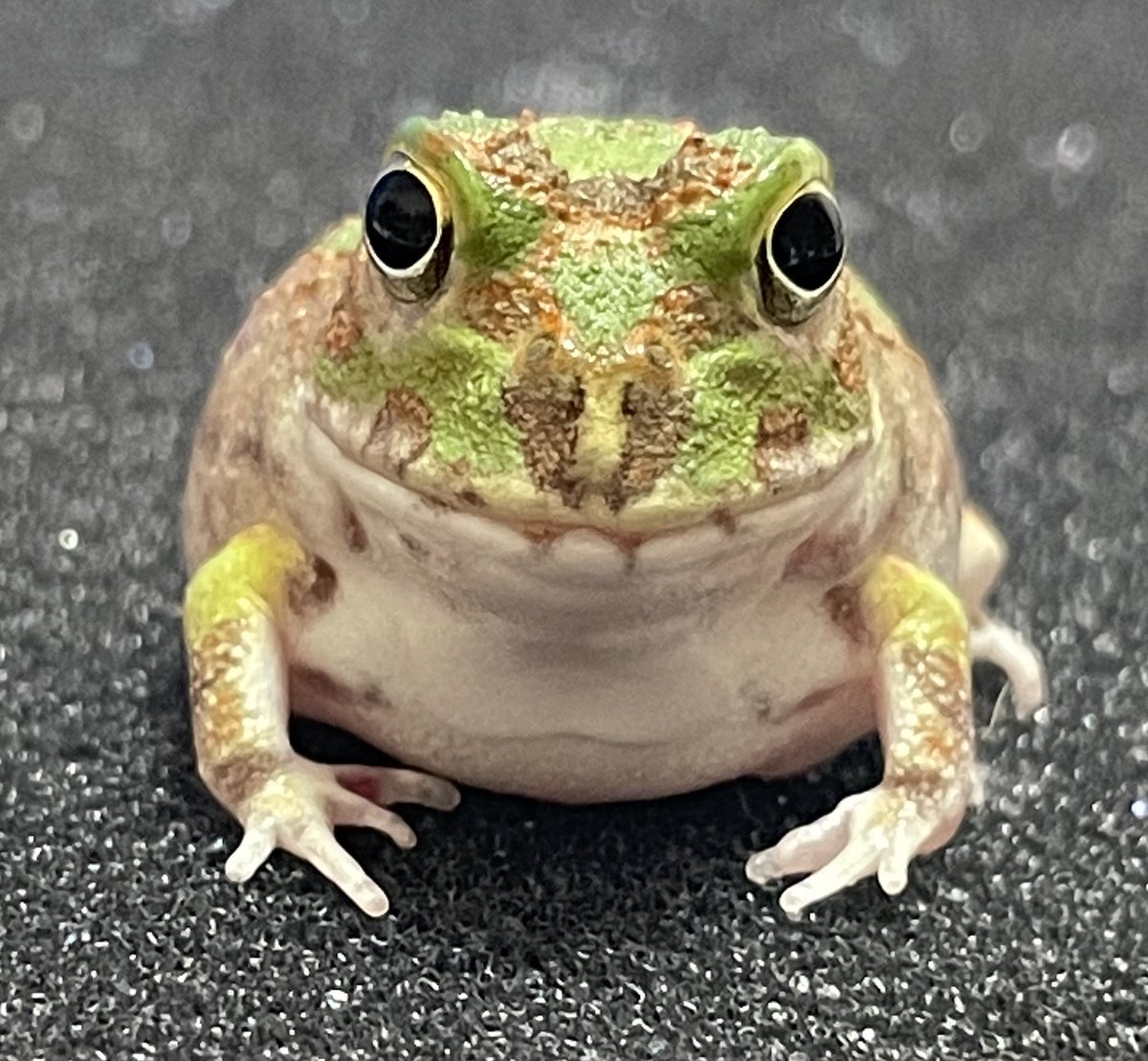 Bears Frog🐻🐸 tweet media