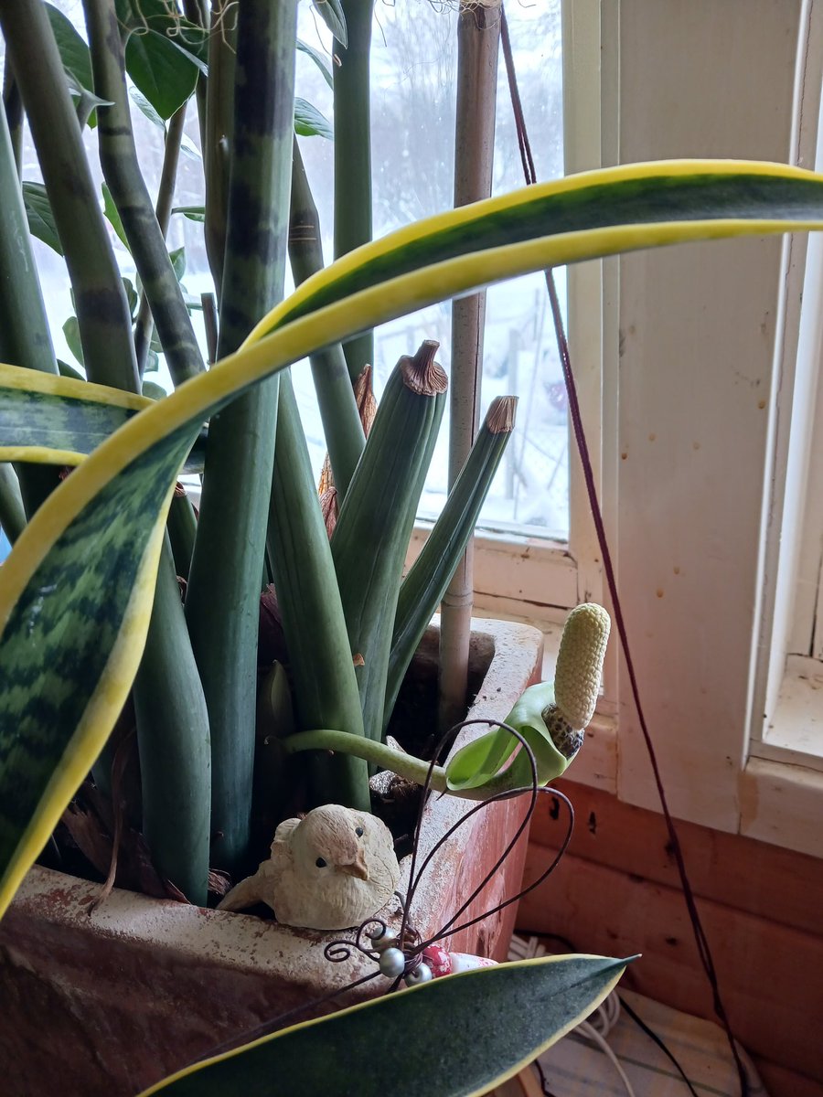 NillaViken's tweet photo. Är jag glad eller är jag GLAD? 💞😁💞
#blomning #ingagrönafingrar
@allsangsmamma https://t.co/f0sCS0JygH