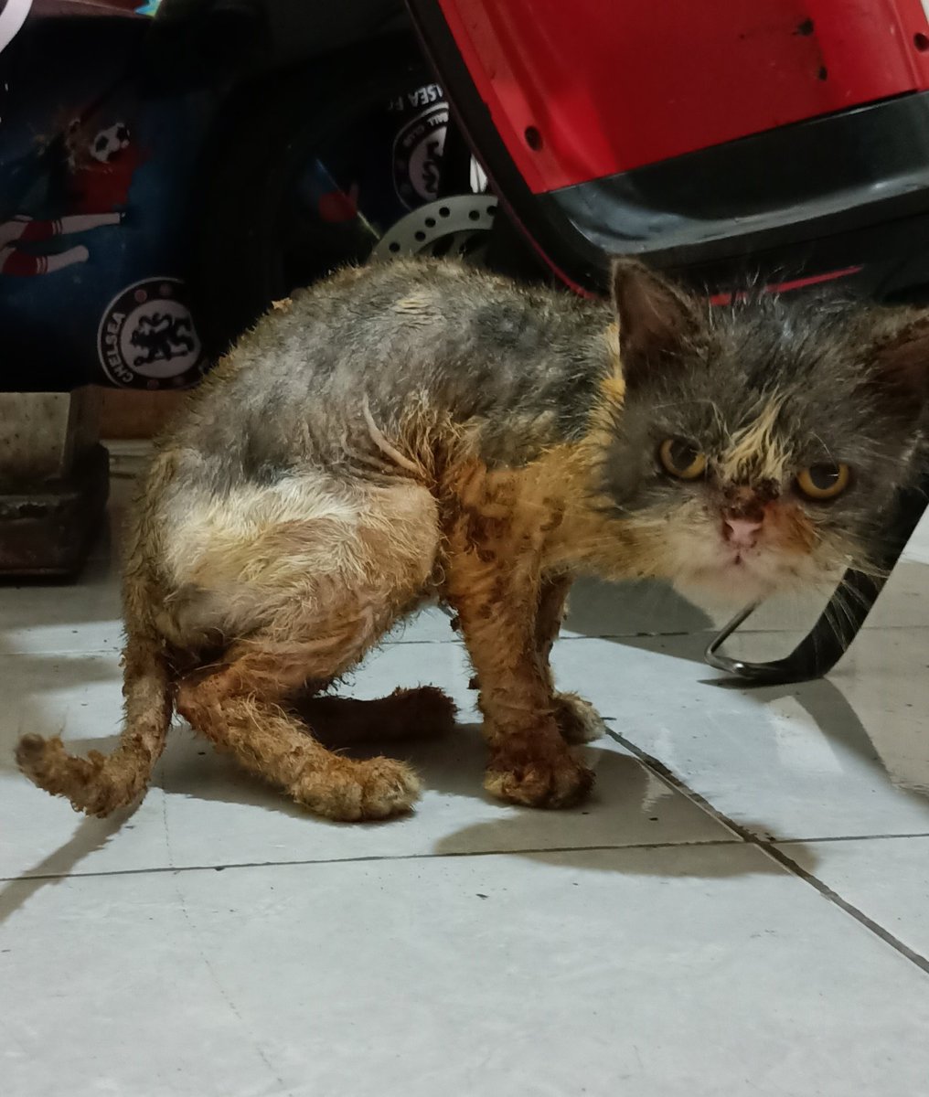kochengfs's tweet photo. 🐈‍⬛ Anabul pungut sender ❤️
9 bulan                          1 tahun
 https://t.co/d5otcaiiuV