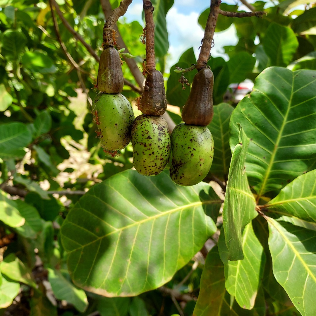 BM_Afrique's tweet photo. #CôteDivoire
De l'anacardier à l’amande de cajou prêt à consommer... Comment le premier producteur mondial de noix de cajou s’y prend-il pour transformer l’anacarde sur place ?
Regardez :  https://t.co/qRUqCLB8YH https://t.co/ZGWezaoRQx