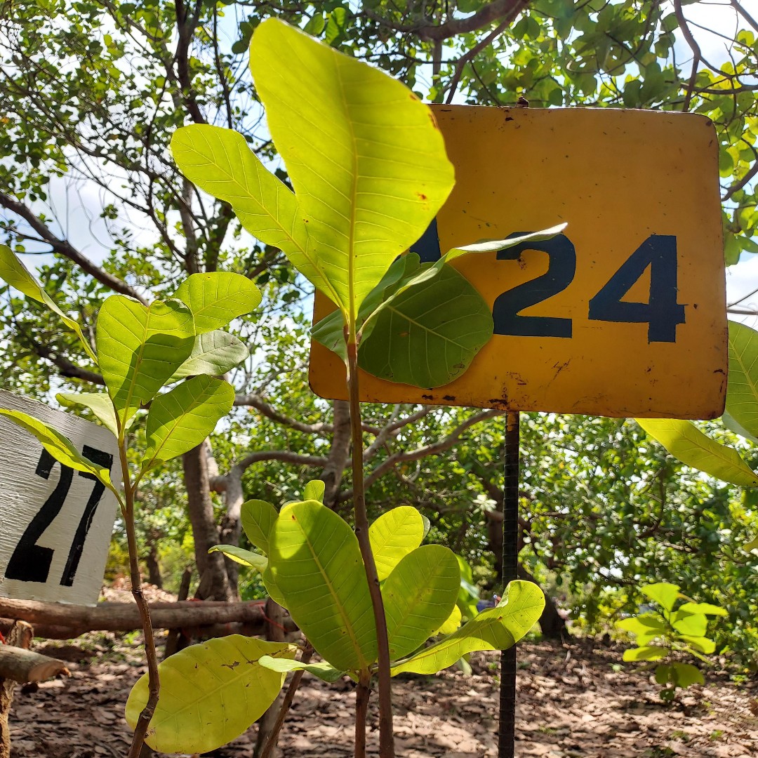 BM_Afrique's tweet photo. #CôteDivoire
De l'anacardier à l’amande de cajou prêt à consommer... Comment le premier producteur mondial de noix de cajou s’y prend-il pour transformer l’anacarde sur place ?
Regardez :  https://t.co/qRUqCLB8YH https://t.co/ZGWezaoRQx