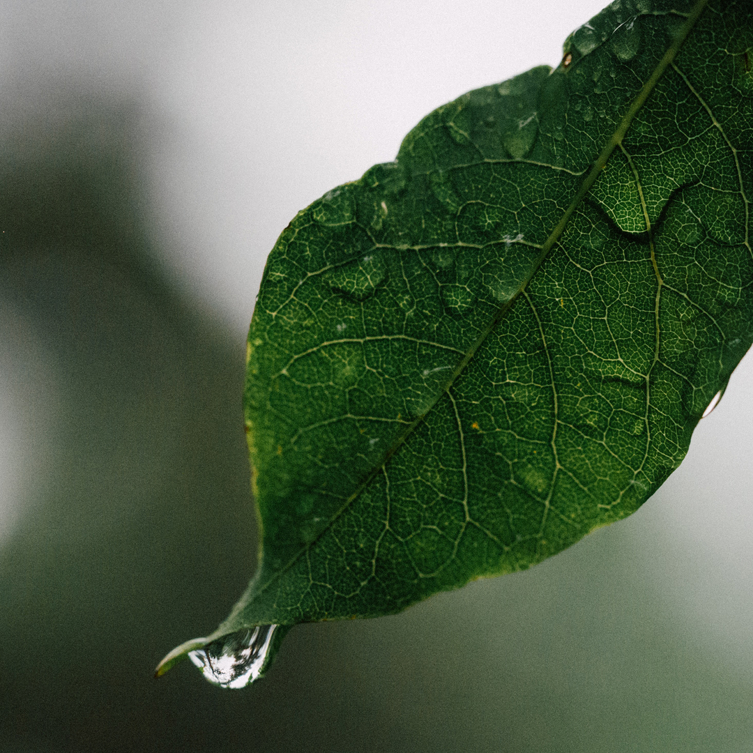 We prefer natural…. how about you? 🌱🌱🌱

#rawganic #organicskincare #plasticfreewipes #rawganicskincare #rawganicwipes #rawganicbaby #organiccottonwipes #organiccotton #biodegradable #compostable #portable #travelessential #holidayessential #facialwipe #cleanbeauty #cru