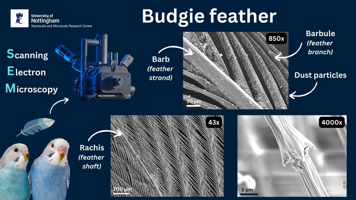 UoNnmRC's tweet image. @Notts_TV Here are the results! #electronmicroscopy #PublicEngagement #technicans