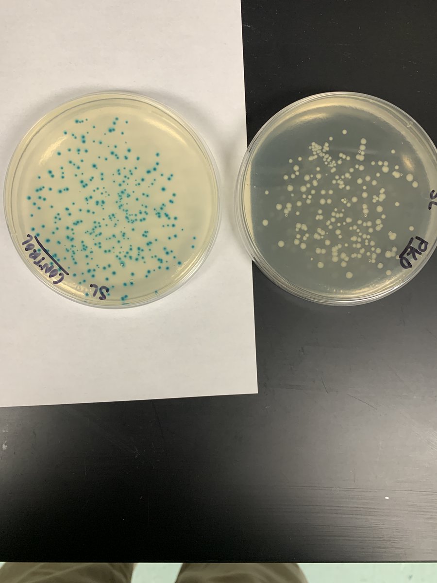 scott stein tweet media