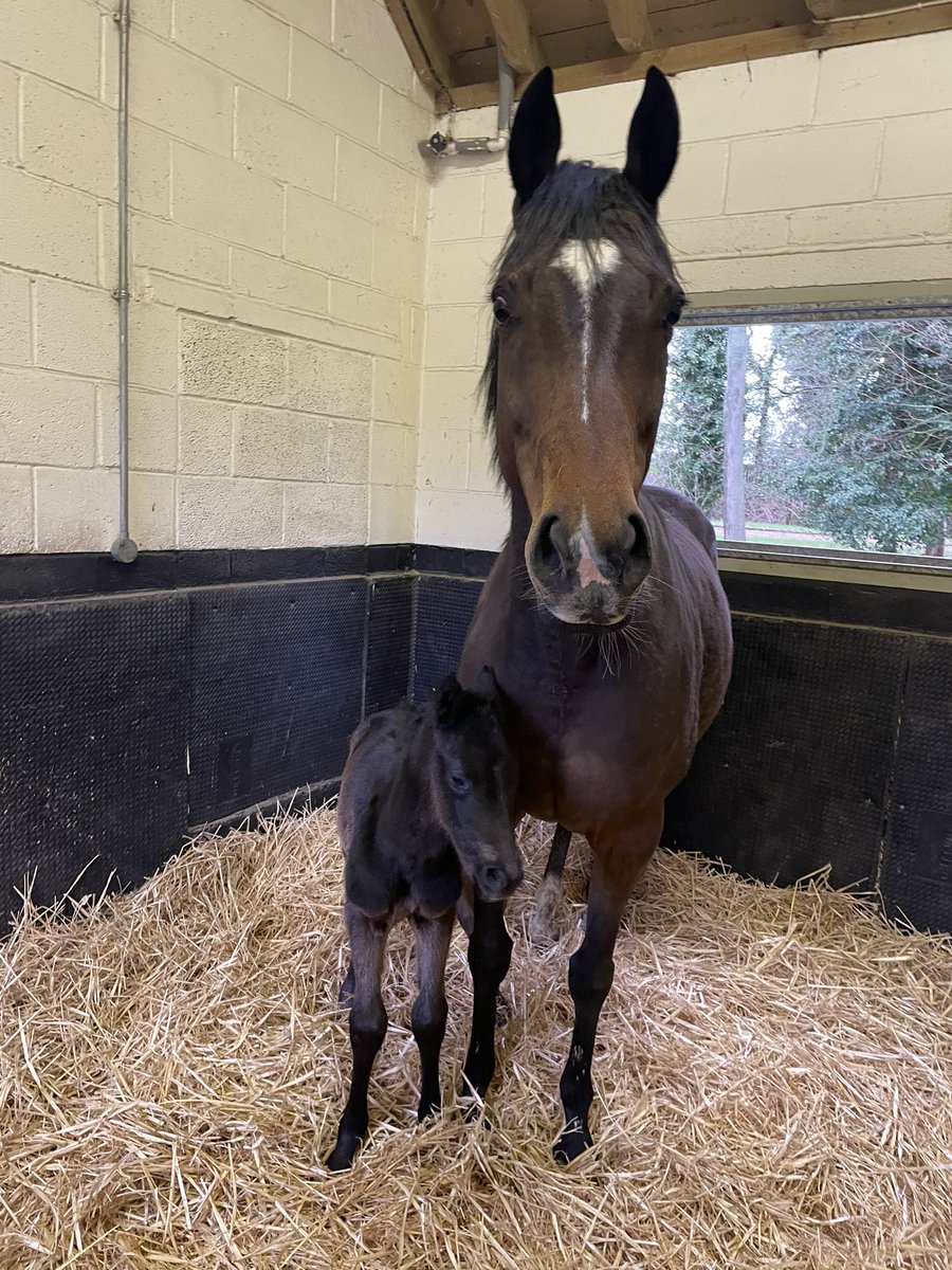 leebarber5's tweet photo. @Milnertracing @martleyhallstud Both doing well this morning @ShadwellStud https://t.co/uxJouB3t8q