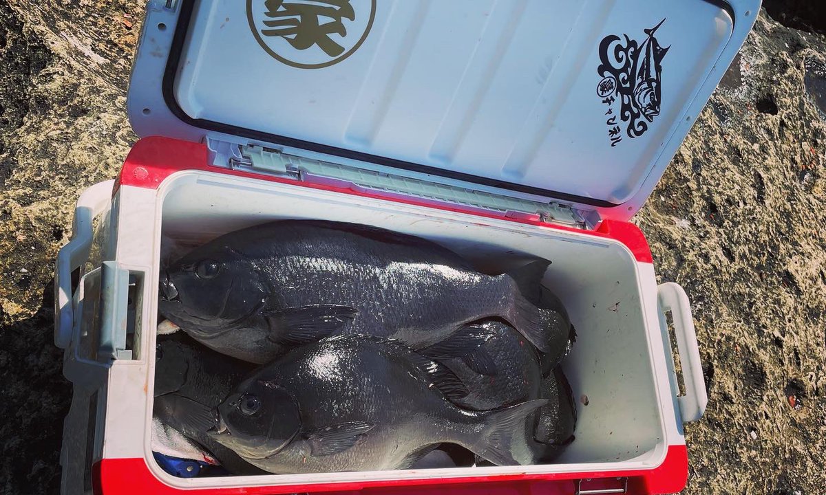 gochannel0228's tweet photo. 本日は沖ノ島本島のクジラに終盤のグレ釣りに行って来ました♪
朝はイサキの猛攻で手も足も出ず…
良い潮が入ってきてやっと５１のクチブトが釣れました🤗
大バラシ2発あり腕の無さを痛感しました😭
沖ノ島のポテンシャルをYouTubeで配信してます良かったら覗いてください🤲🤗
https://t.co/Aeifqc8Ju2 https://t.co/cBDLBh1CuI