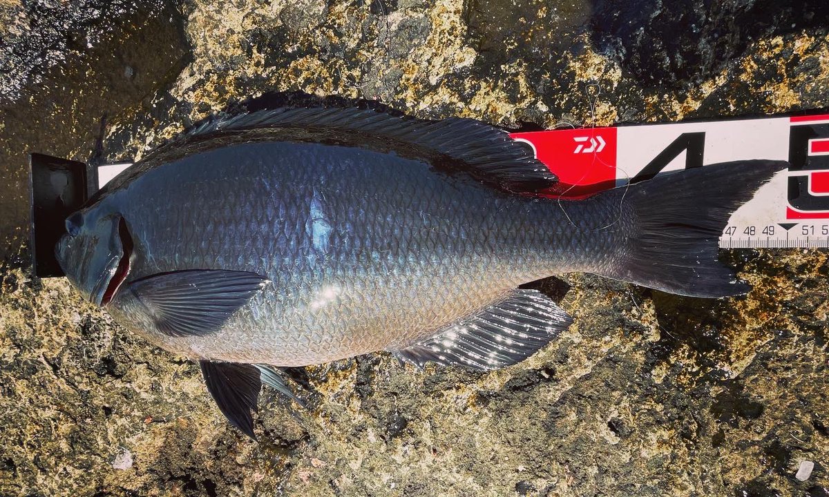 gochannel0228's tweet photo. 本日は沖ノ島本島のクジラに終盤のグレ釣りに行って来ました♪
朝はイサキの猛攻で手も足も出ず…
良い潮が入ってきてやっと５１のクチブトが釣れました🤗
大バラシ2発あり腕の無さを痛感しました😭
沖ノ島のポテンシャルをYouTubeで配信してます良かったら覗いてください🤲🤗
https://t.co/Aeifqc8Ju2 https://t.co/cBDLBh1CuI
