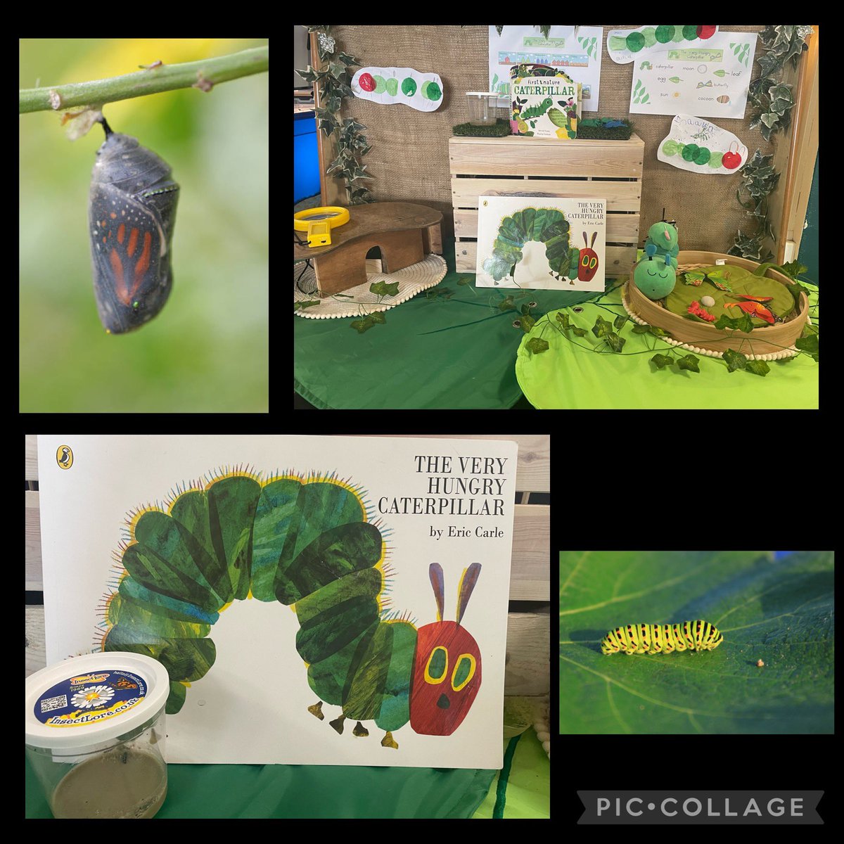 Carlton_MillsPS's tweet photo. An exciting parcel has arrived this morning! @InsectLoreEU we can’t wait for our children to follow the life cycle of a butterfly! #BringingLearningToLife #RealPeople #RealPlaces #RealLearning 🐛🦋🦋 https://t.co/dcZ5gh0L6M