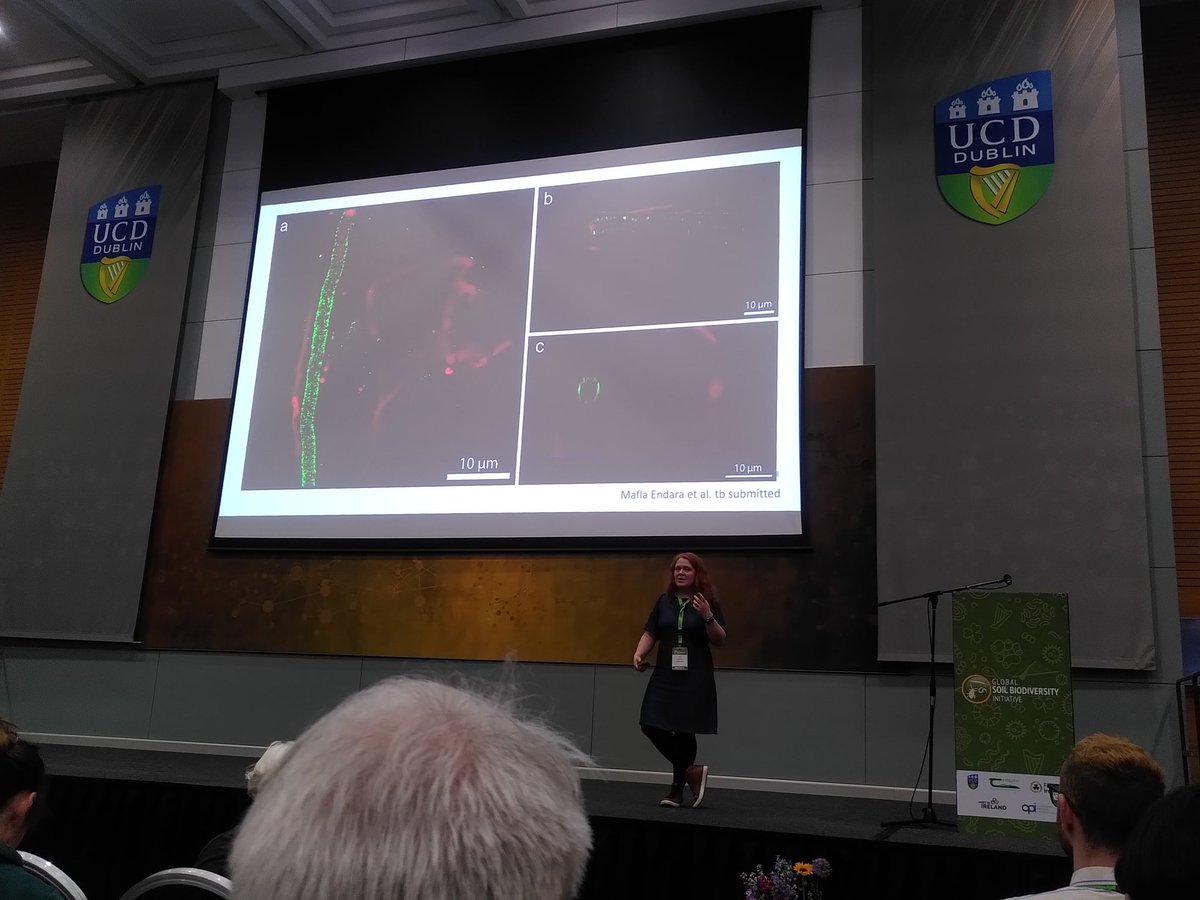 <a href="/EdithCHammer/">Edith Hammer</a> shows some brand new data that fungi might work as microplastic vacuum cleaners in soil where the microplastics stick to their hyphae while growing through the soil matrix <a href="/theGSBI/">Soil Biodiversity</a> #GSB2023. Very cool! Microplastics in green
