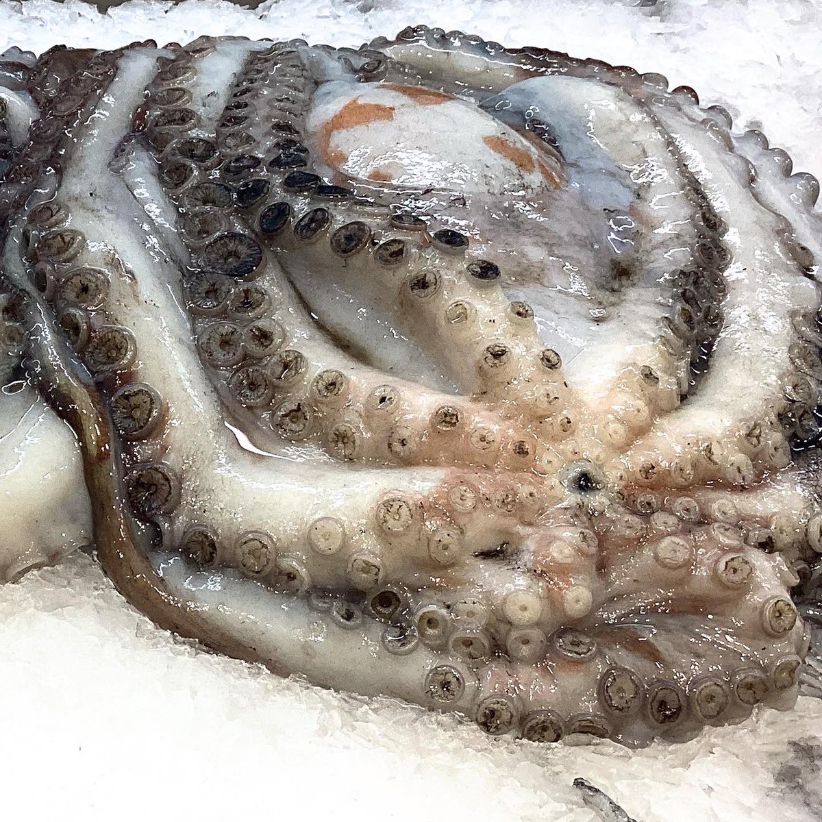 MercatDelesbob2's tweet image. Bon dia! Avui dimarts pop fresc 🐙🐙

📌Peix i Marisc Patzig i García, parades 2, 3 i 4

#peix #marisc #peiximarisc #pescado #marisco #peixfresc #pescadodeldia #mariscofresco #mercat #fesmercat #mercatmunicipal