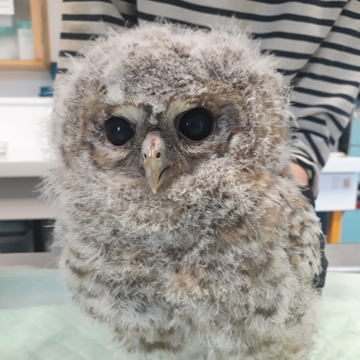 #MardiConseil 
Top départ de la saison des ramassages abusifs ?
Malgré les conseils de replacement du Centre de Sauvegarde de la @LPO_Herault, le découvreur de cette jeune chouette hulotte a préféré la retirer de son milieu, craignant qu'elle soit abandonnée de ses parents. 1/n🧵