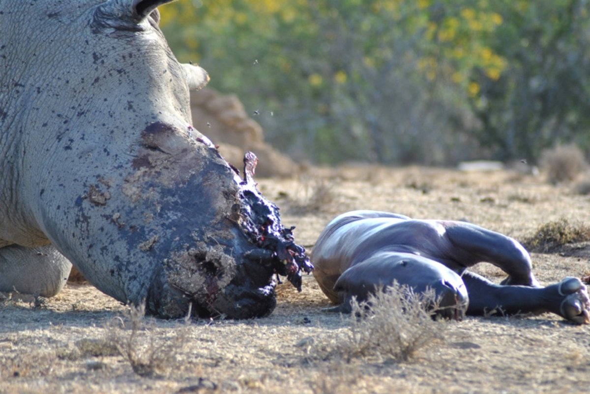 Helping Rhinos 🦏 tweet media
