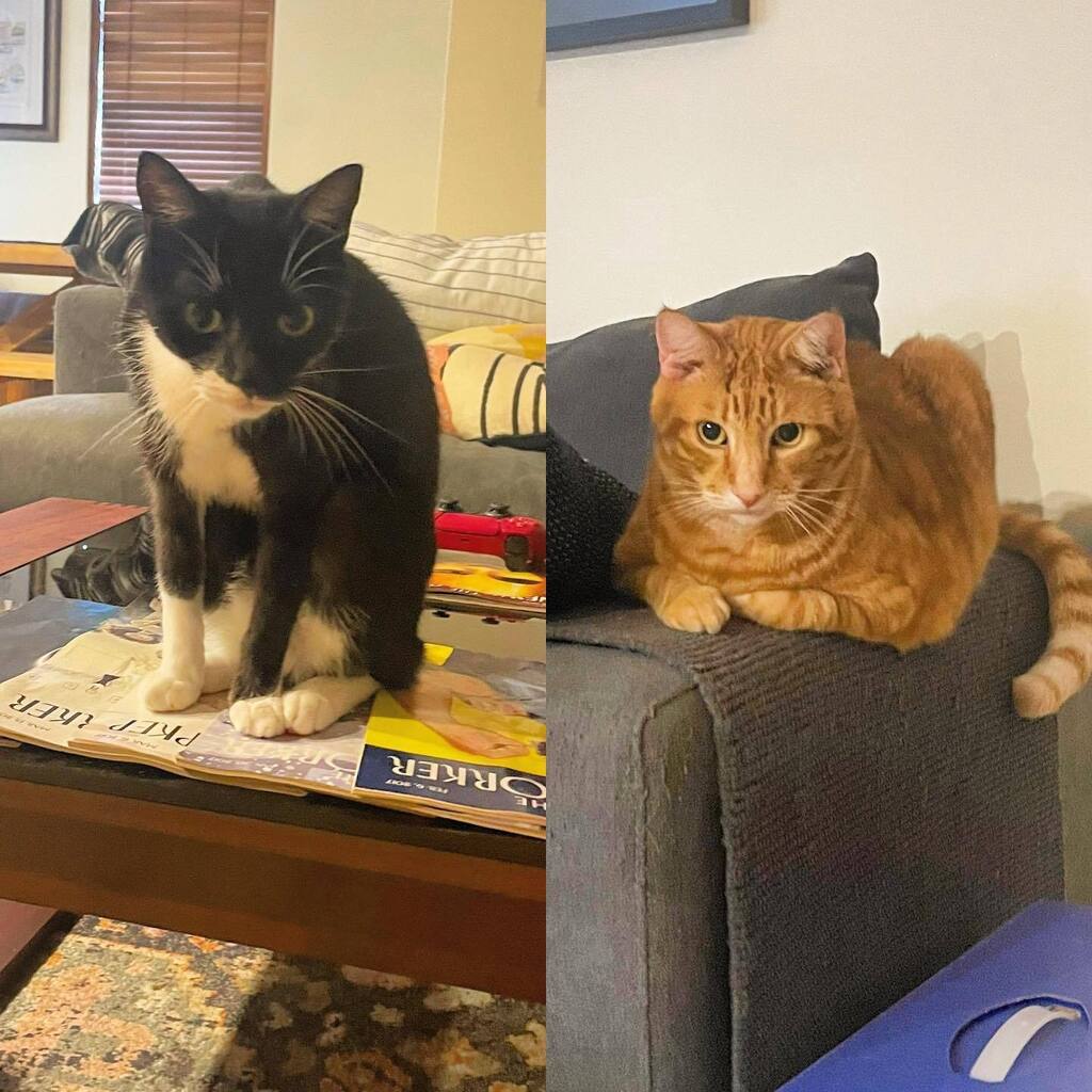 wafugee's tweet photo. Back visiting the OTHER ex-housemates 😁🐈🐈‍⬛ https://t.co/LoQaA8dxuD https://t.co/LCZ4Jp1xBH