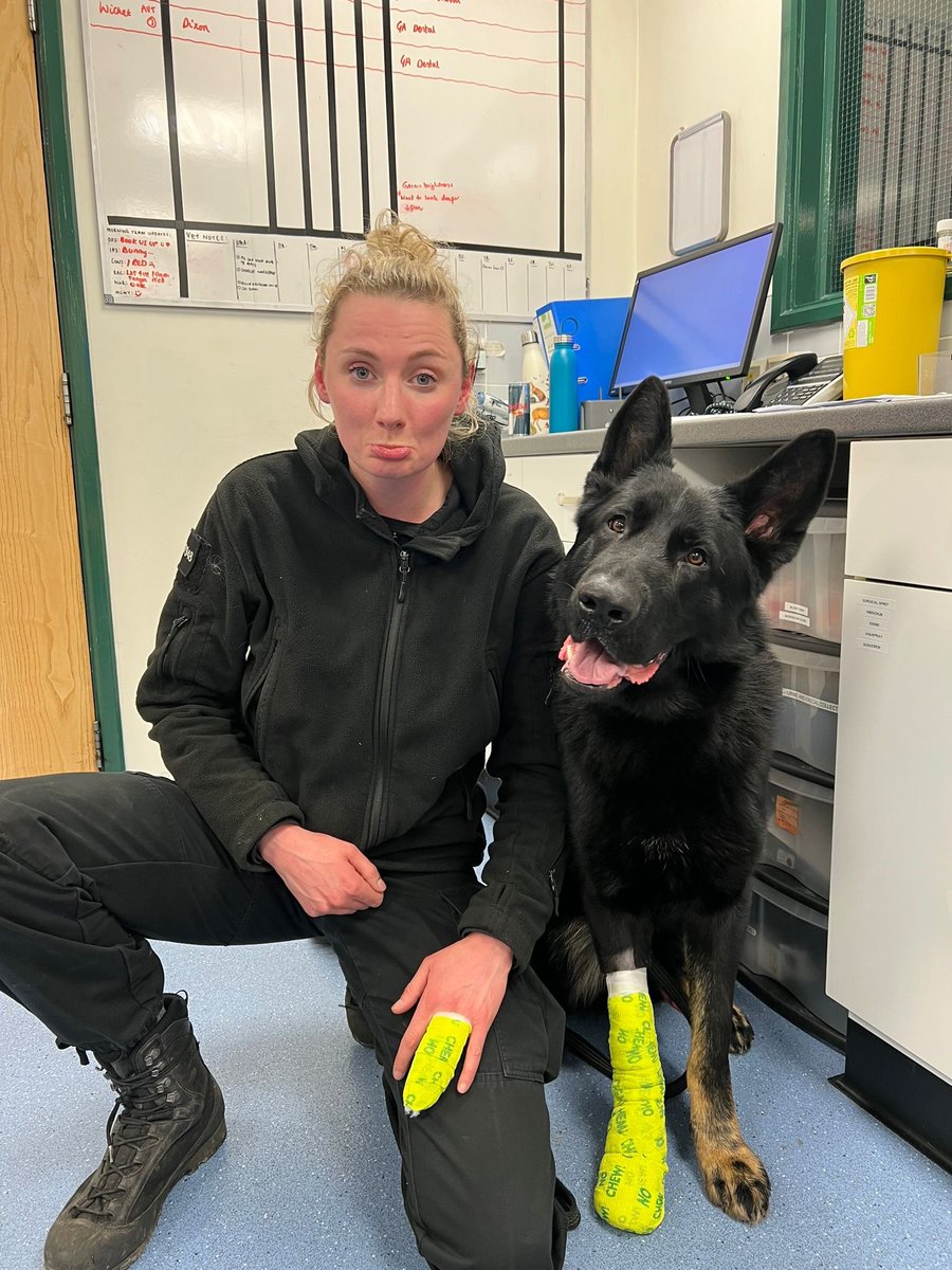 HantsTVPolDogs's tweet photo. Sometimes things donโt go as planned ๐
This team has broken a finger and a paw this week during their course, so weโre wishing them a speedy recovery and hope theyโre out on the streets soon ๐ค๐ปwe like their matching bandages though! #TPDAldo #TeamInjuries #InitialCourse https://t.co/xZtJh2rb35