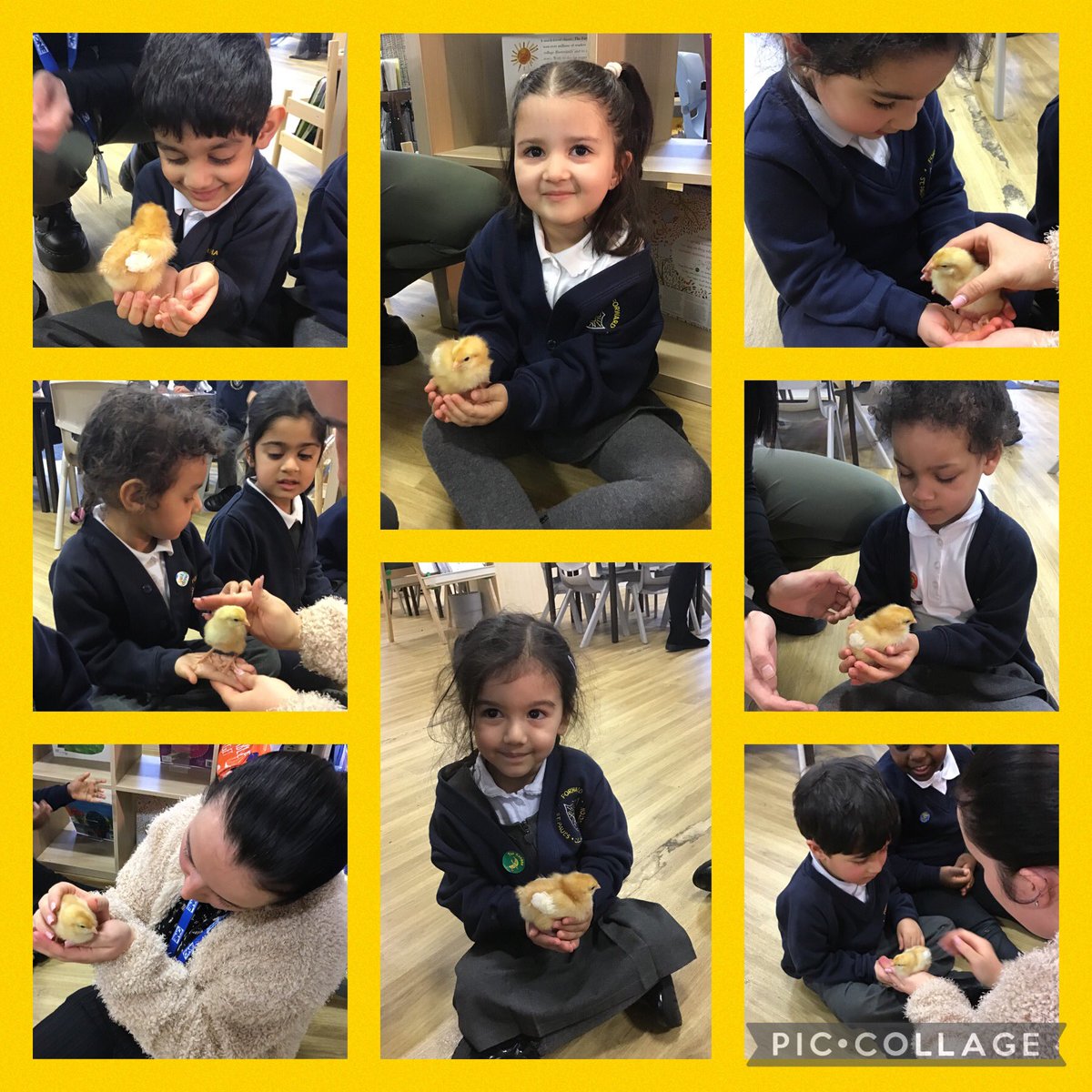 StPaulsBolton's tweet photo. A very special treat for Nursery and Little Saints. The children showed bravery and kindness when holding the chicks. The children understand the chicks came from eggs and they will grow bigger and bigger over time. #growingandchanging https://t.co/q2QAgZpzyJ