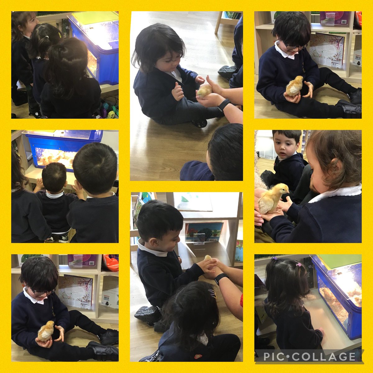 StPaulsBolton's tweet photo. A very special treat for Nursery and Little Saints. The children showed bravery and kindness when holding the chicks. The children understand the chicks came from eggs and they will grow bigger and bigger over time. #growingandchanging https://t.co/q2QAgZpzyJ