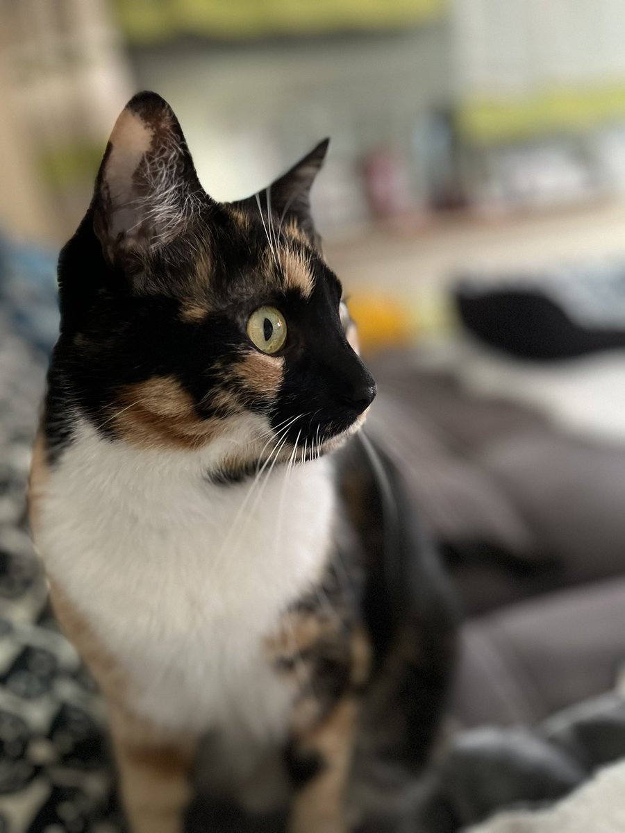 #cats #CatsOfTwitter #CatsOnTwitter #CalicoCrew #CatsAreFamily