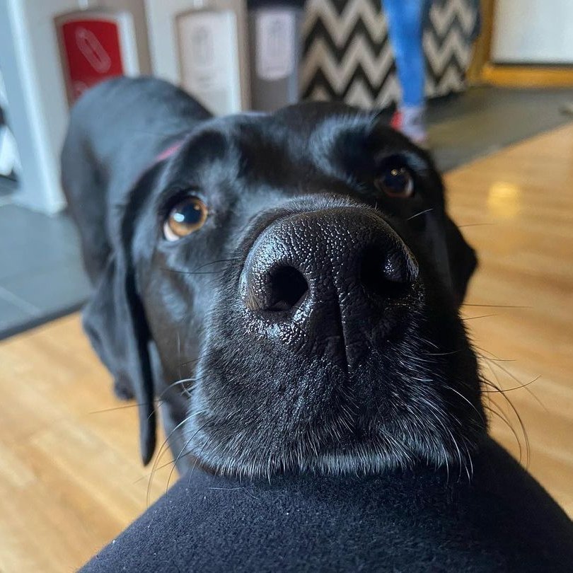 HearingDogs's tweet image. Good morning from hearing dog Valley 👋 Go on, give her snoot a little boop 🐶 #boopmynose