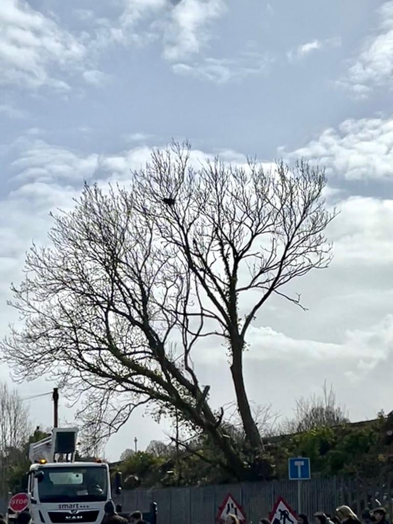 kitty callister tweet media