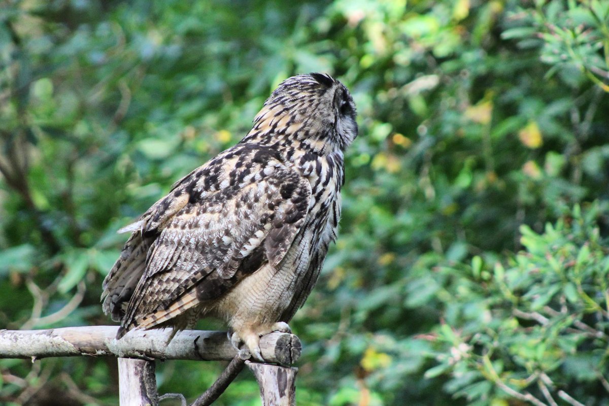 Less than a month to go until our flying shows start up again! Stay tuned for this years showtimes as well as all the other fun we have planned!