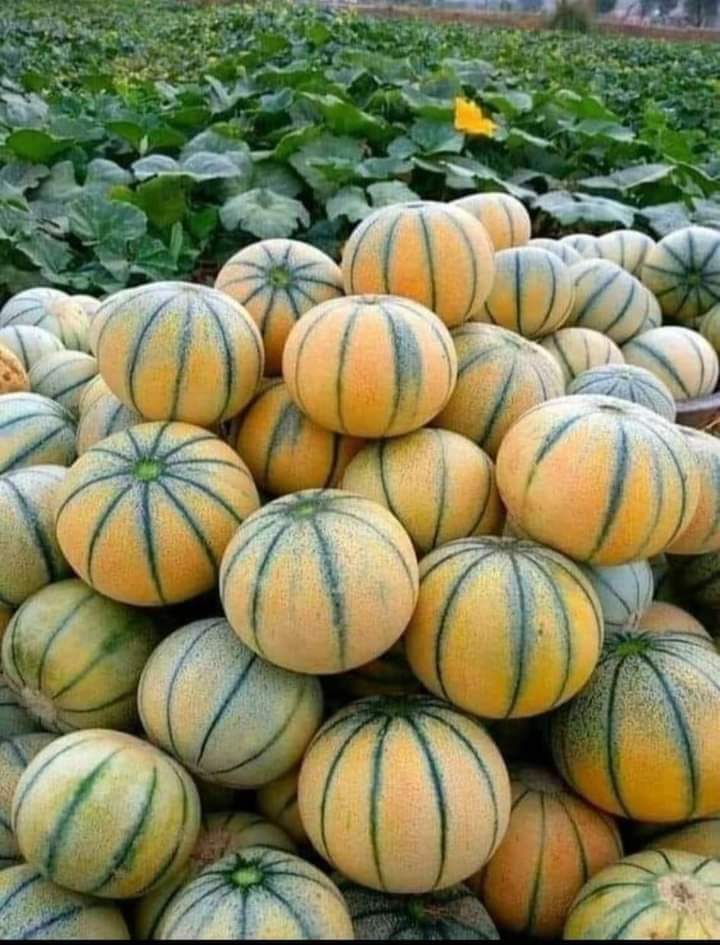 officialismailm's tweet photo. लड़कियां बताइए कौन सा फल है लड़के ना बताएं https://t.co/kXvsT4wCte