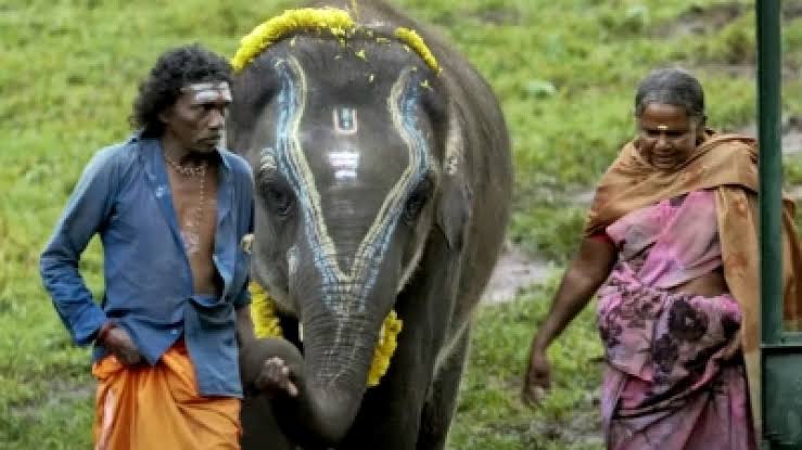 The elephant whispers isn't a story, it's the life of these Adivasi couple who took care of abandoned elephants. It's deeply disheartening to see the makers avoiding to take their name or even giving them the deserved honour. We loved the documentary because of their humanness.