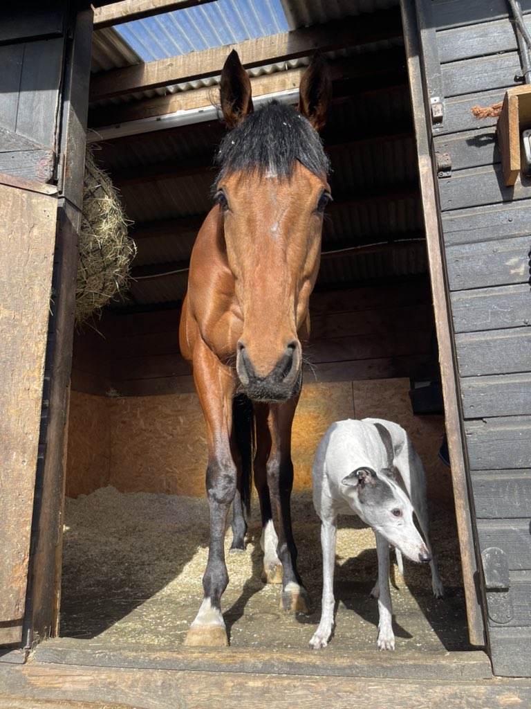 Kelliw150's tweet image. Thoroughbred &amp;amp; Greyhound both British bred and both loved before, during &amp;amp; after racing. #retirednotrescued #cutthecrap