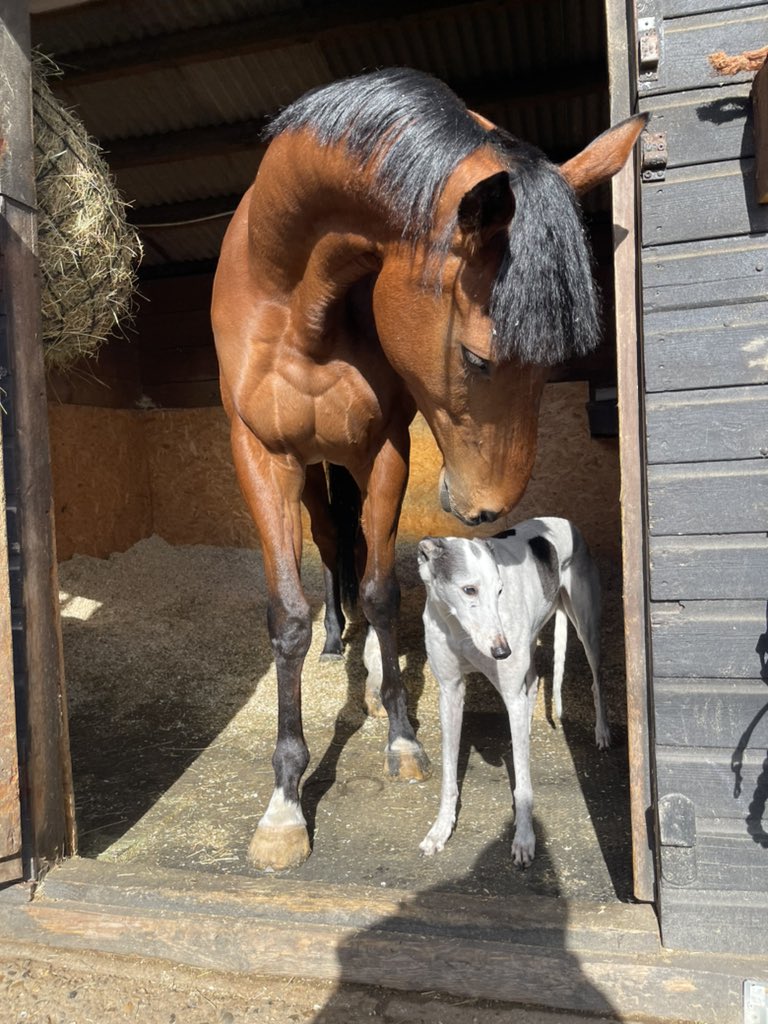 Kelliw150's tweet image. Thoroughbred &amp;amp; Greyhound both British bred and both loved before, during &amp;amp; after racing. #retirednotrescued #cutthecrap