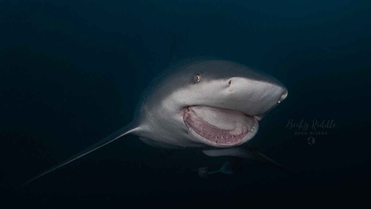 Becky Riddle tweet media