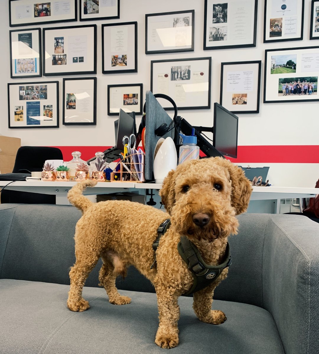 This morning we had a visitor over to the marketing department! Sid gave us some excellent input in our morning brainstorm, although most of his ideas involved him getting more treats 😊

#dogsatwork #cybersecurity #cyberdogs